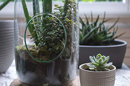 WGV Hanging Glass Plant Terrarium, Width 5", Height 13", Lantern DIY Air Succulent Planter Clear Tea Light Votive Candle Holder, Wedding Event Office Home Outdoor Decor, 1 Piece