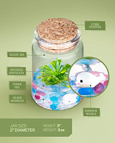 Sundew Terrarium - 100% Self Sustaining Drosera spatulata in Maintenance Free Glass Jar with Unique Terra Gel, Fast and Healthy Plant Growth for Kids and Adults