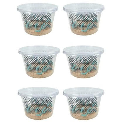 Josh's Frogs Hornworms Habitat Cup (12x6 Count Cup) - size: 12 Count (Pack of 6)