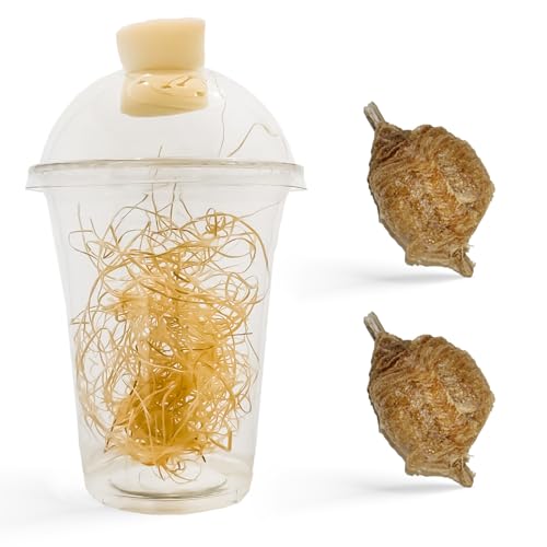 USMANTIS Praying Mantis Egg Case Kit, 2 Pack with Habitat Cup | Includes 2 T Sinensis ootheca cases with a clear hatching habitat, ideal STEM learning project producing up to 400 nymphs. - size: Pack of 2