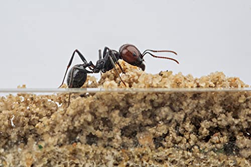 Anthouse.ES - Natural Sand Ant Farm - Acrylic Starter Kit 20x10x10 cm - Sand, Pipette, and Water Dispenser Included - Easy Installation - color: Clear