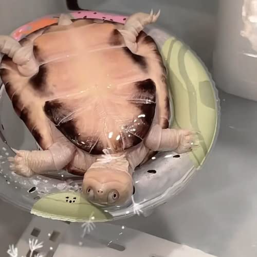 3 Pack Inflatable Turtle Floating Platform Toy Small Animal Floaties Swimming Ring Basking Rest Dock for Turtle Tortoise