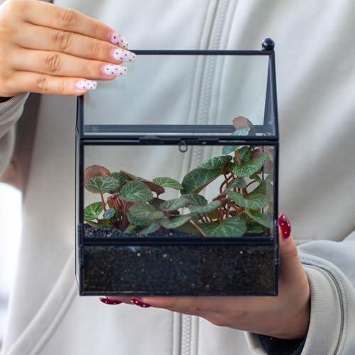 NCYP Small Glass Enclosure with Mesh for Jumping Spiders - 5.8" x 3.8" x 7" Micro House Shaped Small Spiders Vented Glass Terrarium, Home Decor Black (Glass Terrarium Only) - size: 5.8" x 3.8" x 7"