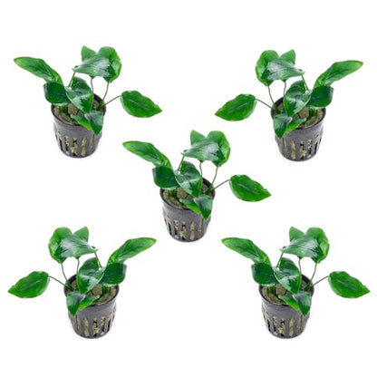 Anubias Live Aquarium Plants - Potted Freshwater Plant for Fish Tanks, Terrariums - Beginner Friendly Low Light (Nana, 5 Pots) - color: Nana, size: 5 Pots