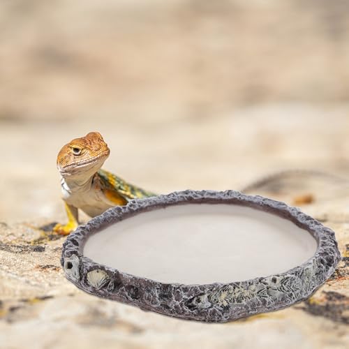 BESPORTBLE Reptile Water Bowl and Food Dish Resin Basin Shallow Pet Water Feeder for Turtles Lizards Snakes Bearded Dragons Terrarium Supplies