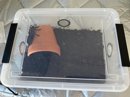 2pcs Large Reptile Feeding Box Snake Breeding Box Plastic Reptile Tank for Sling,Geckos,Frog,Lizards,Chameleons,Turtles, Serpents Scorpion Snail Insect Hermit Crab Spider