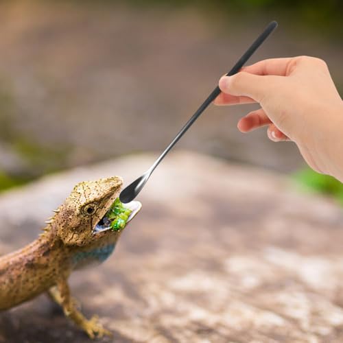 NOLITOY 3pcs Pet Food Spoon for Small Animals Feeding Tool for Bearded Dragons Lizards and Reptiles Compact Design for Easy Use - color: As Shown 2