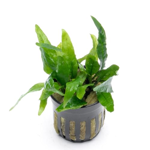 Java Fern Live Aquarium Plants - Potted Freshwater Plant for Fish Tanks - Beginner Friendly, Low Light (Narrow Mini, 1 Pot) - color: Narrow Mini, size: Pot - 1 Count