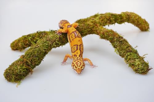 Leopard Gecko Tank Accessories, Adjustable Climbing Toys Supplies, Terrarium Habitat Decor