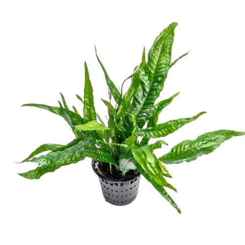 Live Plants - Java Fern (Microsorum pteropus) - Low to Medium Light Aquarium Display, Bright Green Accent, Midground Aquascaping, Freshwater Rhizome Aquatic Plant - Pot - color: Java Fern Mother Pot, size: Pot - 1 Count