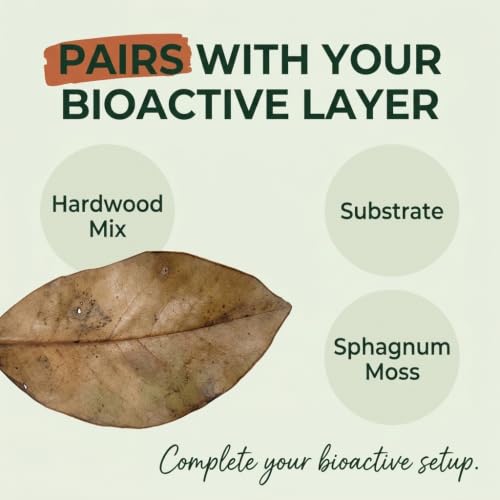 21 Leaves Magnolia Leaves | Bioactive Terrarium Substrate & Supply | Ships Fast from Texas