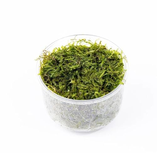 Java Moss Live Aquarium Plant - Freshwater Fish Tank Decorations for Natural Decor (Large Cup) - color: Java - Large Cup, size: 1 Pack