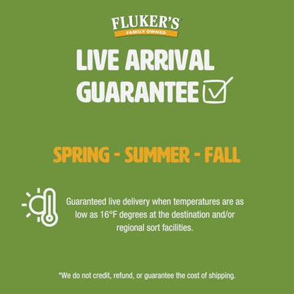 Fluker's Live Crickets for Reptiles, Chickens, Birds and Fishing, 100 Count Feeder Insects Gut Loaded with Orange Cube, High Calcium, and Vitamins, Shipped Fresh in a Ventilated Box (1/2 Inch) - size: 100 Count (Pack of 1), style: Medium, 1/2"