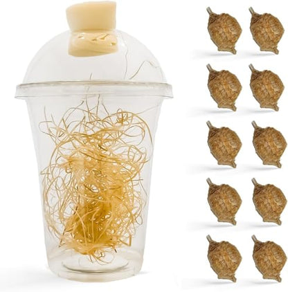 USMANTIS Chinese Praying Mantis Egg Case Kit, 1 Pack | STEM learning project with clear enclosure, supports hatching up to 400 nymphs for observation and educational activities. - size: Pack of 10