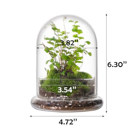 WHJY 6 inches Glass Cloche for Indoor Plants Small Terrarium Glass Cloche with Base Mini Cloche Dome with Base for Display Home Decor - size: 6.3"