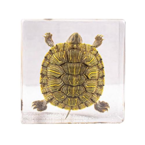 Taxidermy Octopus Turtle Crab, Real Oceans Animals Specimens in Resin Preserved, Clear for Closer-Look & Study, Science Educational Classroom Specimen, for Ornament Decor and Gift (3.0x3.0x0.8-inch) - size: Medium 3pcs