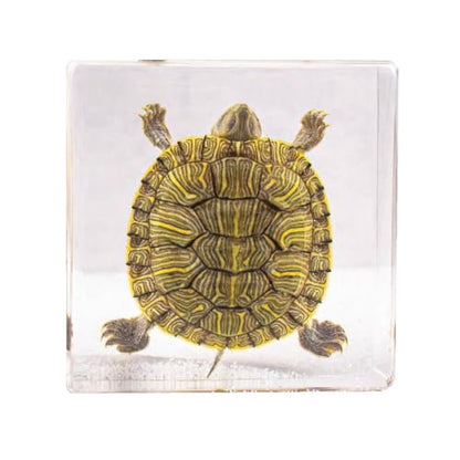 Taxidermy Octopus Turtle Crab, Real Oceans Animals Specimens in Resin Preserved, Clear for Closer-Look & Study, Science Educational Classroom Specimen, for Ornament Decor and Gift (3.0x3.0x0.8-inch) - size: Medium 3pcs