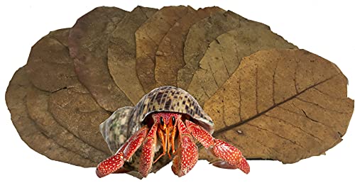 Awesome Aquatic Large Catappa Indian Almond Leaves, 35 Count, 7-9 Inch | Natural tannins Blackwater aquariums Betta shrimp Aquarium conditioning Water enrichment Hermit Crab Leaf Litter