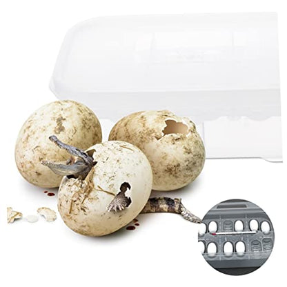 BESPORTBLE Egg Incubation Box for Reptiles Snake Gecko Incubator Trays 12 Egg Slots View Lightweight Safe for Boys and Girls
