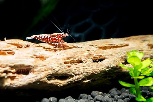 Awesome Aquatic XL Cholla Wood Tubes, Teddy Cane, 12" x up to 2" | XL Hideouts • Hollow tubes • Natural biofilm surface • Secure hideouts • Shrimp plecos hermit crabs reptiles • Natural décor - size: XL 12 in x up to 2 in Diameter