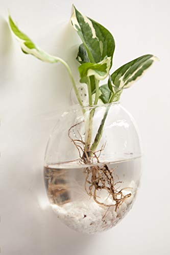 Mkono Wall Propagation Planters, 2 Pack Oblate Hanging Plant Holder Vase | Glass Terrariums Station, Hydroponic Indoor Flowers, Excludes Plants, Bathroom Living Room Office Decor, Gift for Plant Lover