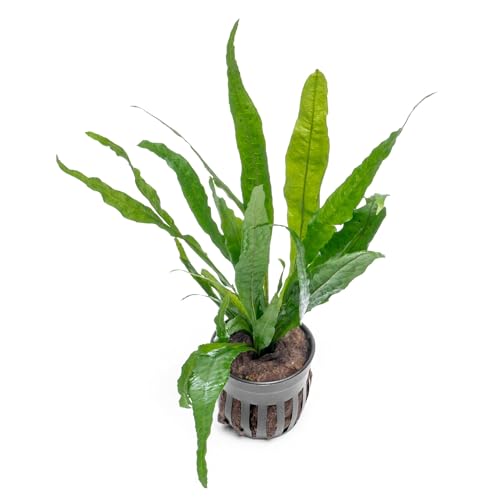 Live Plants - Microsorum Pteropus ‘Narrow’ (Microsorum pteropus) - Low to Medium Light, Deep Green Accent Aquatic Epiphytic Plant, Midground to Background Placement - Pot, 1 Pack - color: Microsorum Pteropus Sp. Narrow, size: Pot - 1 Count