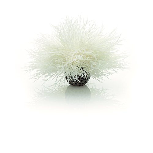 Sea Lily White - color: White, size: 1 Count (Pack of 1)