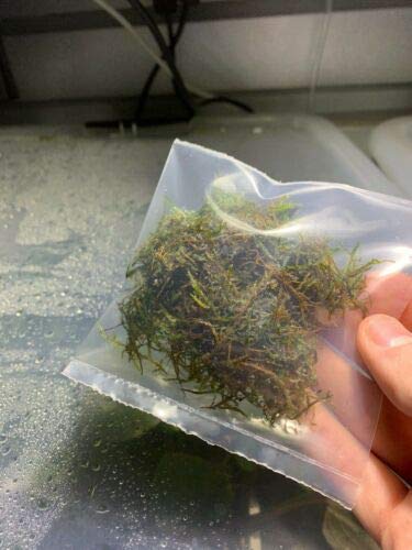 Java Moss Taxiphyllum Barbieri Easy Live Aquarium Plant