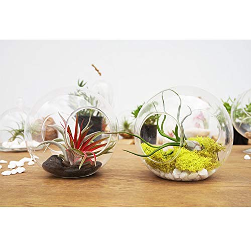 WGV Planter Terrarium Bulk, Width 6" Height 6", Clear Round Glass Vase Container with Two Side Opening, DIY Air Planter, Votive Candle Holder for Decor, 6 Pieces - size: 6" Double Opening