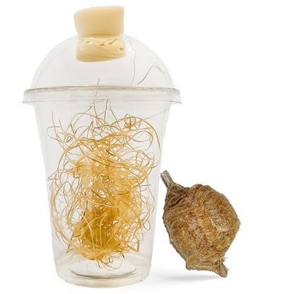 USMANTIS Praying Mantis Ootheca Egg Case with Hatching Habitat Cup - T Sinensis, Brown, Insect Terrarium, Science Kits, Indoor/Outdoor - size: Pack of 1