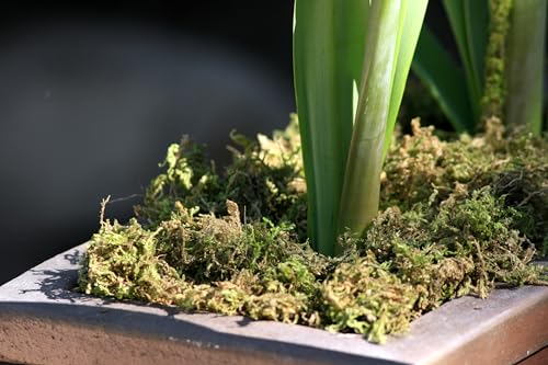SuperMoss 23820 Mountain Moss Green Sphagnum, Mini Bale, Natural Dried
