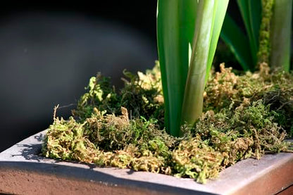 SuperMoss 23820 Mountain Moss Green Sphagnum, Mini Bale, Natural Dried