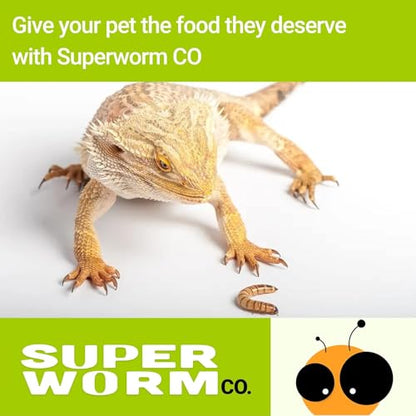 Live Superworms (100, Superworm)