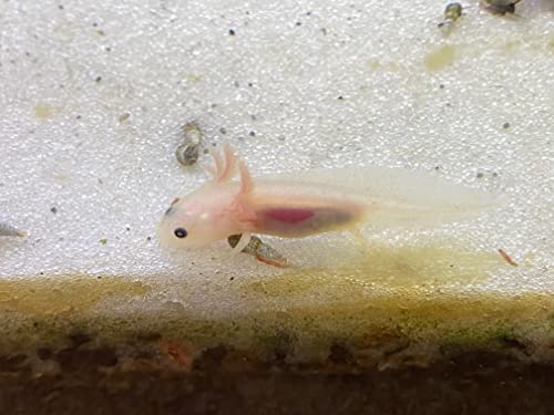 African Aquatic Clawed Frog Soft Bits (Squid & Krill 3.2mm Soft Pellet, 1oz Sample) - size: 1 Ounce (Pack of 1)