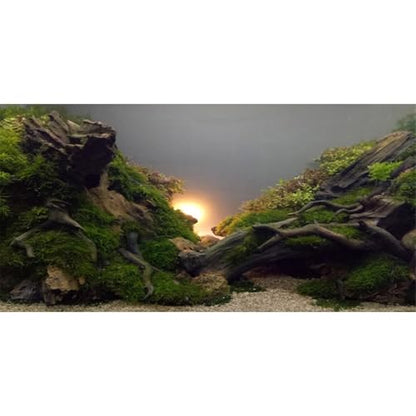 AWERT River Bed & Lake Aquarium Background Sunshine Aquatic Plant Fish Tank Background Vinyl 30x12 inches - size: 30x12in/75x30cm