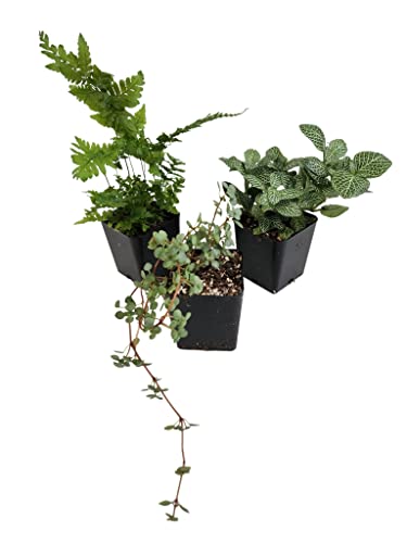Josh's Frogs Madagascan Rain Frog Vivarium Plant Kit, 10-20 Gallon | Bioactive, 3 Plants