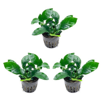 Anubias Live Aquarium Plants - Potted Freshwater Plant for Fish Tanks, Terrariums - Beginner Friendly Low Light (Barteri, 3 Pots) - color: Barteri, size: 3 Pots