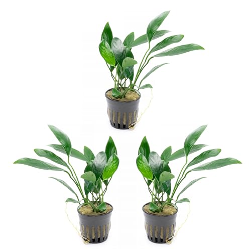 Anubias Live Aquarium Plants - Potted Freshwater Plant for Fish Tanks, Terrariums - Beginner Friendly Low Light (Congensis, 3 Pots) - color: Congensis, size: 3 Pots