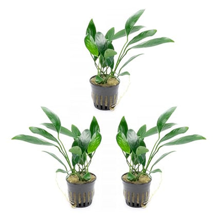 Anubias Live Aquarium Plants - Potted Freshwater Plant for Fish Tanks, Terrariums - Beginner Friendly Low Light (Congensis, 3 Pots) - color: Congensis, size: 3 Pots