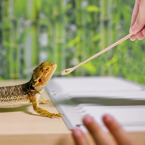 2pcs Stainless Steel Reptile Food Spoon Small Pet Feeding Scoop for Lizards Snakes Other Small Animals Versatile Feeding Tool - color: Golden