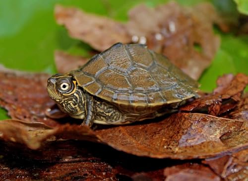 Aquatic Turtle 3/8" x 1/8" 30% Protein Floating Sticks for Aquatic & Semi Aquatic Red Ear, Painted. Map, Soft Shell Pond Turtles...WL…1/4-lb Foil Pouch Bag - size: 4 Ounce (Pack of 1)