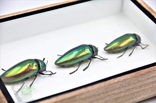 Jewel Beetle Mounts Insect Animals Taxidermy in Framed (3 Sternocera Aeguisignata Closed Wings) - style: 3 Sternocera Aeguisignata Closed Wings