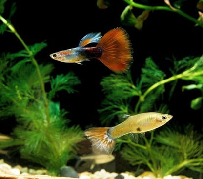 Tropical Fish 1mm - 1/32" Floating 40% Protein Pellets for Discus, Cichlids, Bettas, Guppies, Tetras, Live Bearers, Baby Koi, Smaller Tropical and Pond Fish...WL 7oz Sm Jar - size: 7 Ounce (Pack of 1)