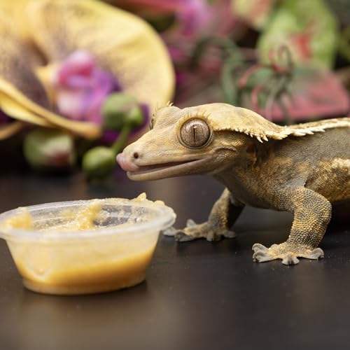 Pangea Fruit Mix with Insects Crested Gecko Complete Diet, 2 oz - size: 2 Ounce (Pack of 1)