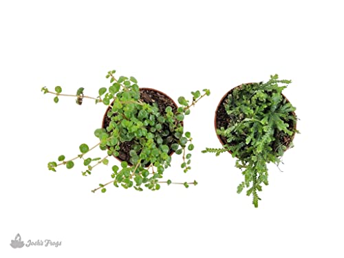 Josh's Frogs Tarantula Vivarium Bioactive Plant Kit (3x3x6 Terrarium) - size: 3x3x6 Terrarium
