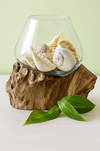 OMA Molten Glass on Driftwood – Hand-Blown Melted Glass Vase, Terrarium, or Planter for Coastal & Boho Home Décor (6"–7" High) - size: 6" High