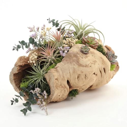 Koyal Wholesale 10" Hollow Grapewood Branch Decor 1Pcs Grapewood Centerpiece Vase Air Plants Sand Blasted Grapevine Wood Untreated Terrarium Wood Driftwood Decor