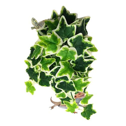 DONGKER Reptile Terrarium Plant, 12'' Artificial Hanging Plants with Suction Cups for Bearded Dragon Lizard Gecko Frogs Tank - color: Color 1