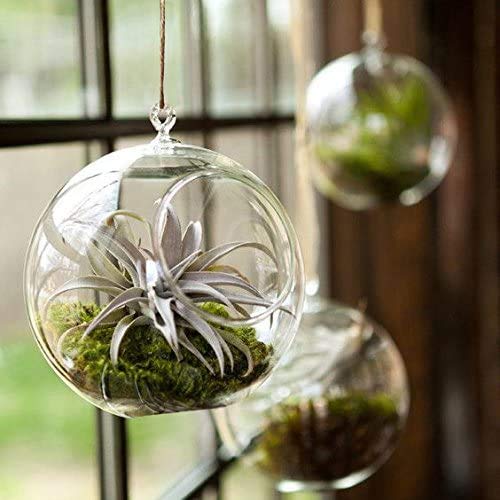 Mkono 3 Pack Air Plant Holder, Glass Hanging Planter Terrarium Globe Hanger | for Indoor Live Fern Succulent, Unique Display Jar,Home Office Christmas Holiday Decor,Plant Lover Gift,Airplant Excluded