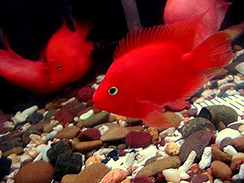 A.D.P. Red Parrot Fish Food, 45.5% High Protein Floating Pellets with Astaxanthin & Spirulina, Color Enhancing Tropical Fish Feed for Red Parrot, Flowerhorn & Cichlid Fish, 1.5 mm Pellets - 100 g - color: Red Parrot Food